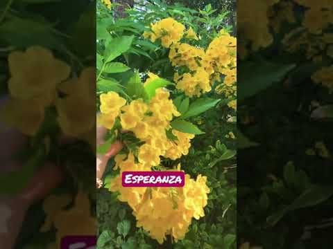 Video: No hay flores en Esperanza - Cómo obtener flores en las plantas de Esperanza
