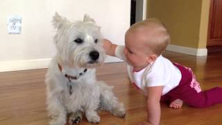 Westie and Baby