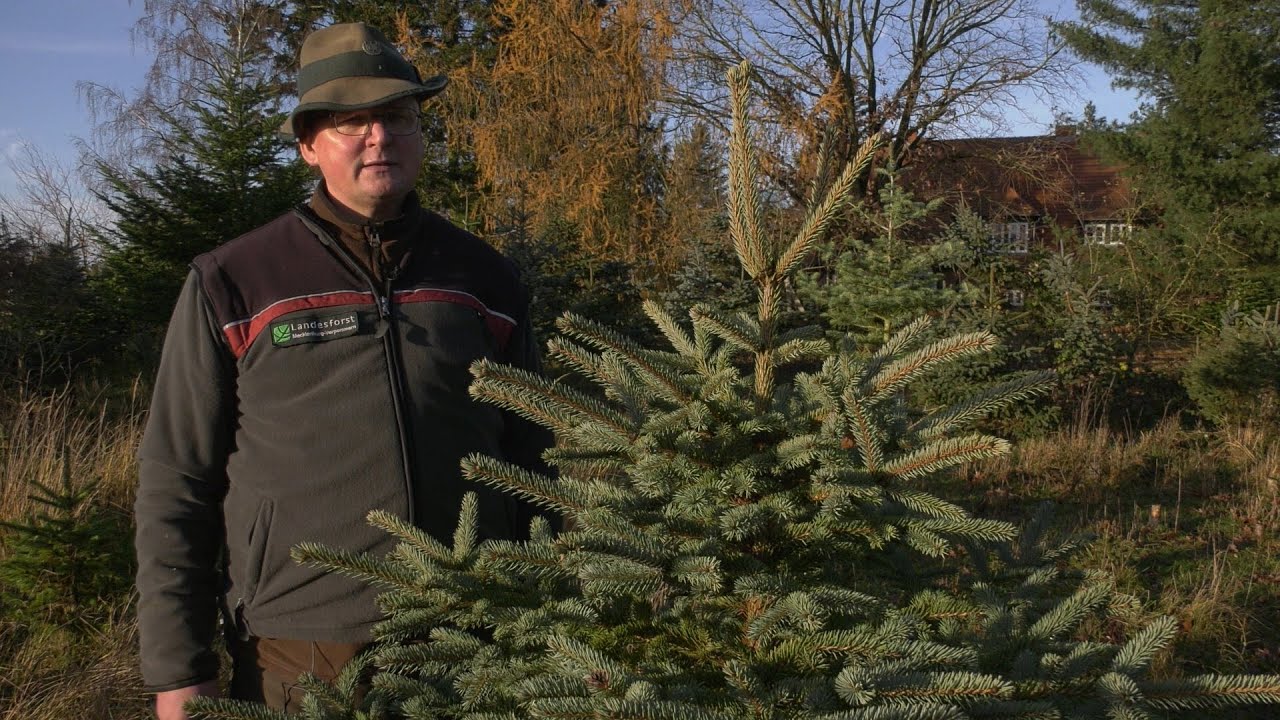Weihnachtsbäume aus dem heimischen Forst