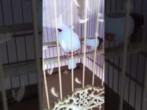 Video Chào Mào Bạch Tạng Đẹp 2020 / Chim Chào Mào Bạch Tạng... - youtube