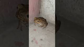 Bullfrog's War Cry