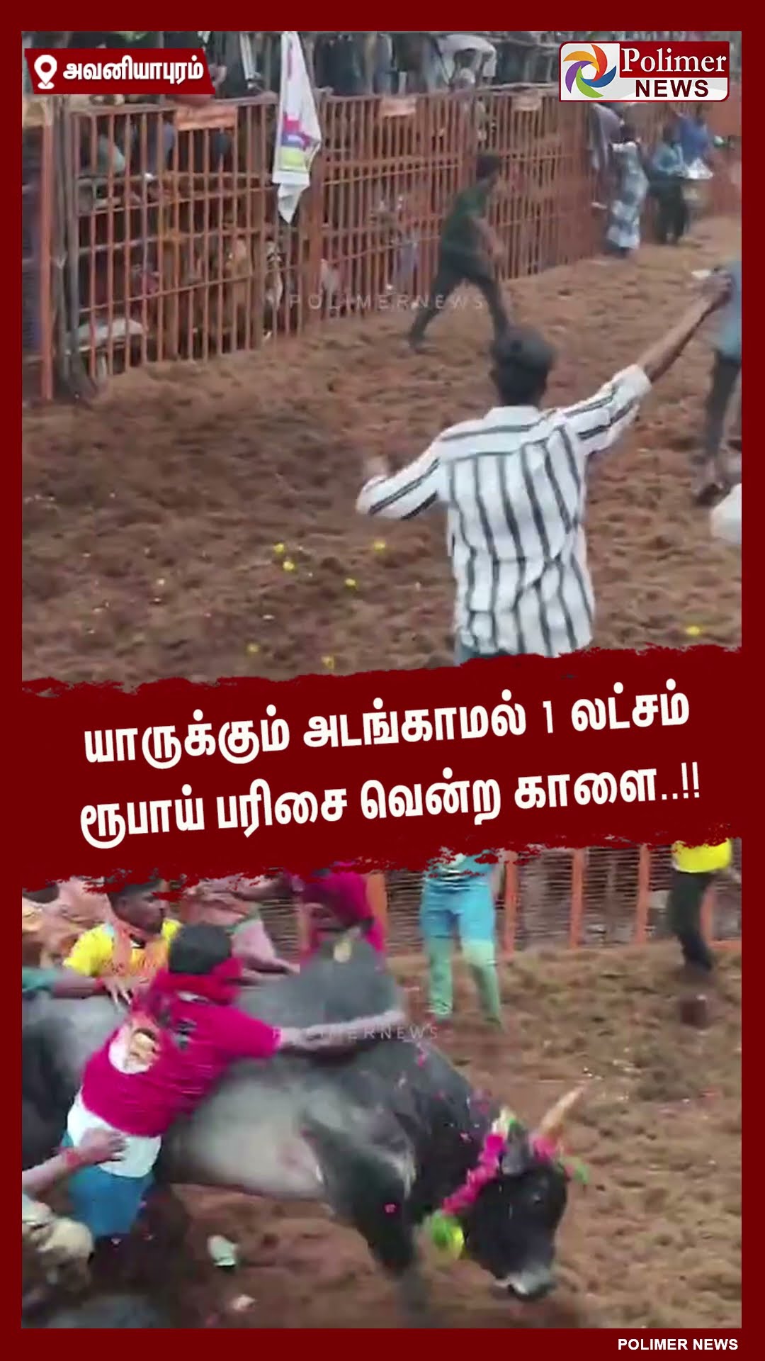 யாருக்கும் அடங்காமல் 1 லட்சம்  ரூபாய் பரிசை வென்ற காளை..!! #shorts | #avaniyapuramjallikattu