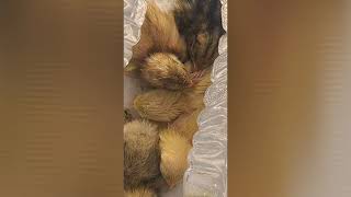 Button quail Hatch Day ! | Amazon incubator success!!