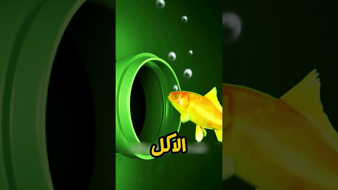 عاشت 7 سنين في المجاري.. القصة الأسطورية لأقوى سمكة ذهبية في التاريخ! 🐟🚨😱