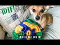 How to make a DIY Snuffle Ball Dog Toy