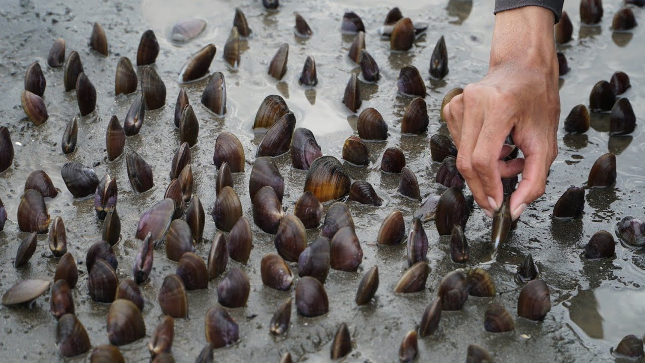 Kerang Ini Bermunculan Ketika Air Laut Sedang Surut
