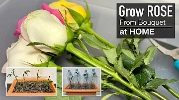 Rose : Grow your Own Roses from Cuttings at Home