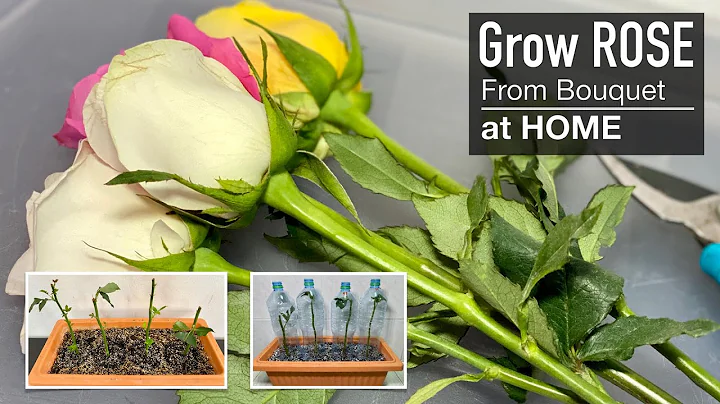 Rose : Grow your Own Roses from Cuttings at Home - DayDayNews