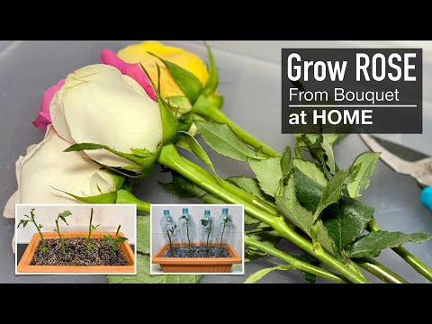 Rose : Grow your Own Roses from Cuttings at Home