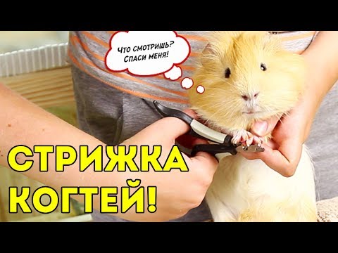 ТОЛИК ПОХУДЕЛ?! СТРИЖКА КОГТЕЙ У МОРСКИХ СВИНОК / SvinkiShow