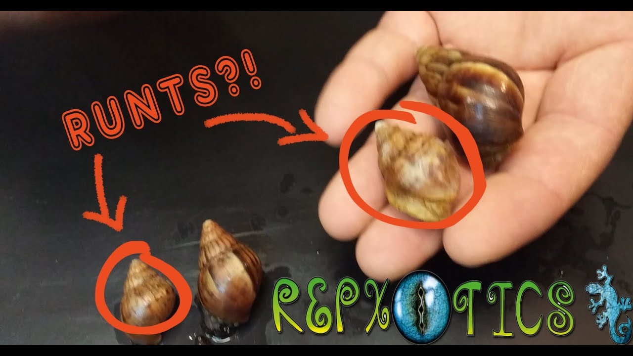 Giant African Land Snails (Achatina Fulica) | REPXOTICS