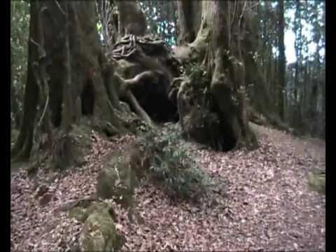 Antarctic Beech in the Border Ranges National Park.wmv