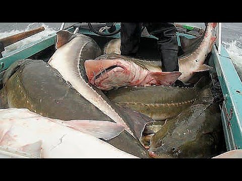 Осетры нижнего Амура, Борьба с браконьерами на Амуре . 2 часть