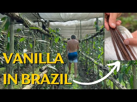 Vanilla Farming in Brazil / Produção de Baunilha no Brasil
