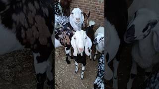 #goat #goatfarming #bakra #bakaraeid #goats #cowvideo