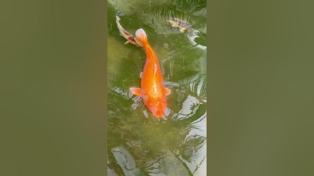 Mesmerizing Koi Fish A Visual Delight YouTube