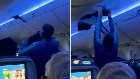 Pigeons Cause Chaos on Delta Flight! 🐦✈️
