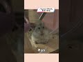 お願いしているハムスターが可愛い【ててらぼペット部】