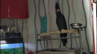 Suara Kaka Tua Raja Gacor Buka Sayap