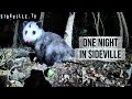 One Night in Sideville | Raccoons, Opossums, and a Fox Visit My Yard