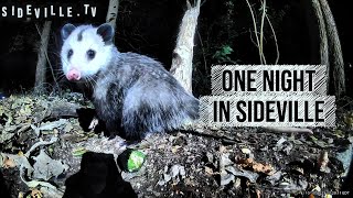 One Night in Sideville | Raccoons, Opossums, and a Fox Visit My Yard