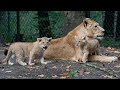 Geboortegolf bij de leeuwen: 5 leeuwenwelpen! | 🔴 LIVE VIDEO 🔴