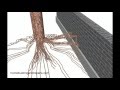 Tree Roots Can Move Small Retaining Walls - Landscaping Design Tips Tree Roots Can Move Small Retaining Walls - Landscaping Design Tips