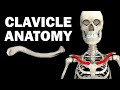 Anatomy of the Clavicle and Shoulder Girdle