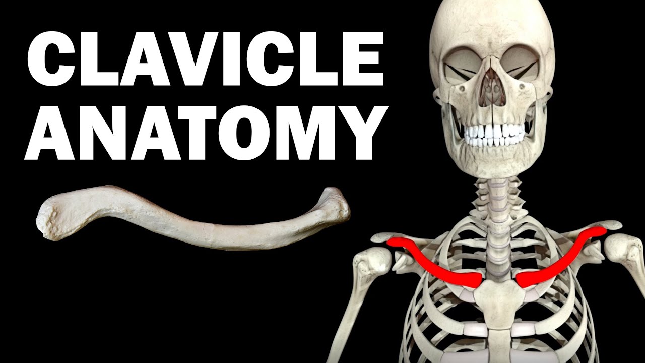 Anatomy Of The Clavicle Collarbone Youtube