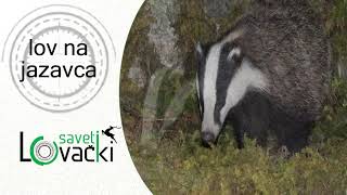 Lov Na Jazavca - Lovački Saveti