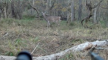 Swhacker Heart Shot Deer Kill (Swhacker #282) 