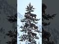 markhors on a tree, heavy snowfall, freezing cold, 🥶