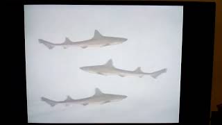 Opening to Eyewitness: Shark 2007 DVD