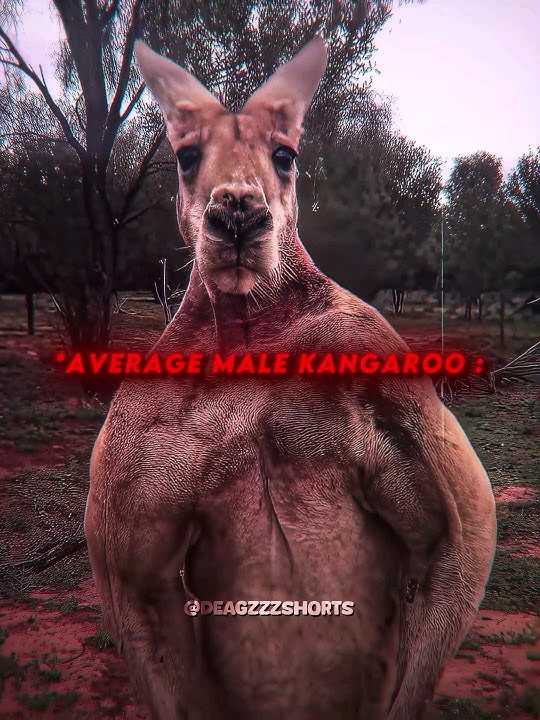 Imagine iShowSpeed Vs Buff Kangaroo 😂😂 #ishowspeed #australia #edit
