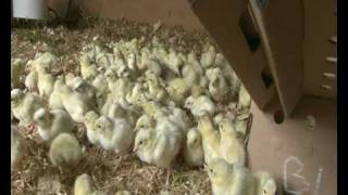 Canal Game Farm