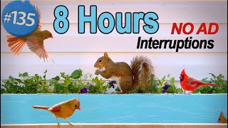 TV for Cats 😻8 Hours Uninterrupted Cat TV 🐦Birds & Squirrels 🐿 Singing Chirping Fluttering  No Ads by LensMyth 14,404 views 4 months ago 8 hours