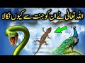 Why did allah remove the peacock and the snake from paradise why has prophet ordered to kill lizard