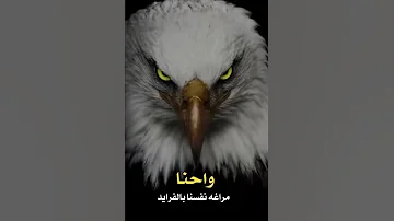 احنا صقور الويل في اليل السود 