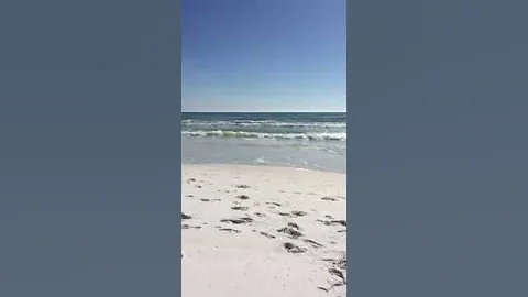 Destin beach bird