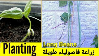 زراعة الفاصولياء الطويلة من البذور/Planting long type of beans