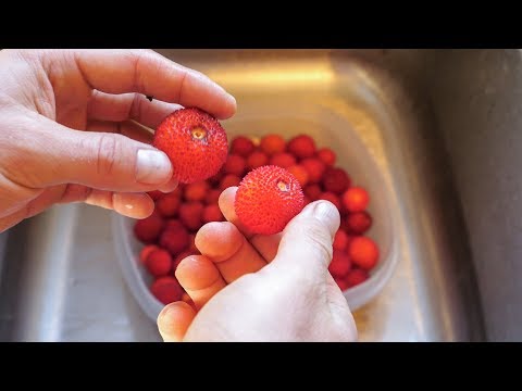 foraged-strawberry-tree-fruit-+-green-smoothie-recipe