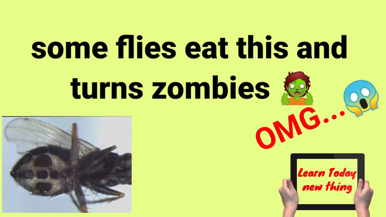 Flies turns ZOMBIES | GK facts | Learn Today Zone
