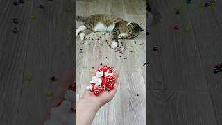 Cat 🐱Barsik 🍄 Reverse Video #marblerunandmore #funny #reversevideo #asmr #cat