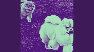 Modern Backdrops for Unwinding Doggo