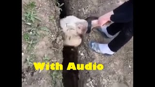 Sheep gets stuck in trench\/ditch, jumps (with Audio)