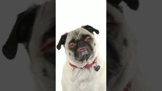 Snap Chat Fun Pug Dog Singing How Much Is That Doggy In The Window Pug