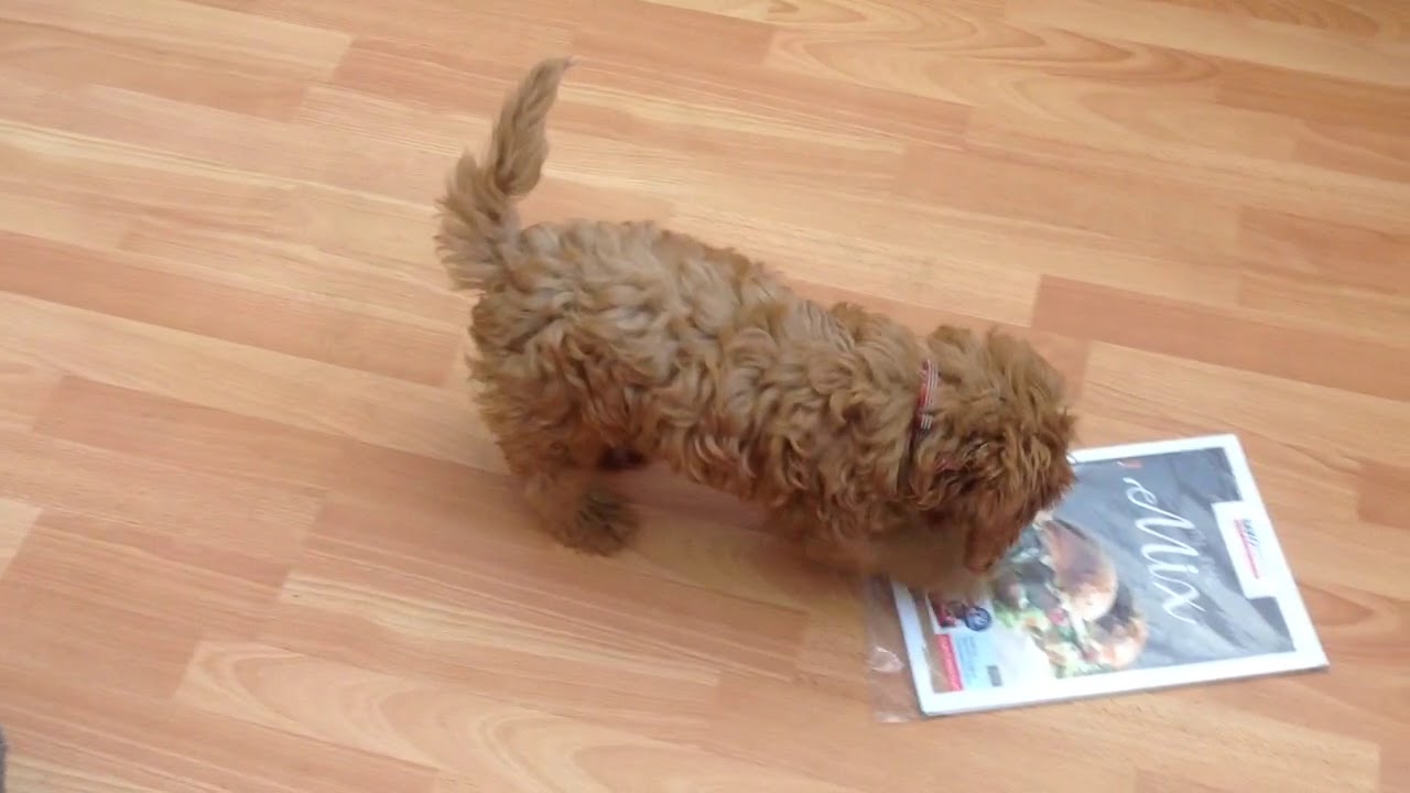 4 month old cavapoo
