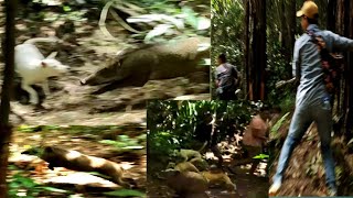 T4K DI S4NGKA !!! 2 EKOR HAMA B4B1 HUTAN MELEWATI PARA PEMBURU || PORBI SUMATERA BARAT