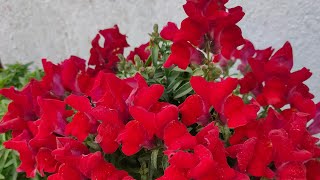 how to grow your plants beautiful flowers 🌹🌺 home gardening tips #live 💗#plant #tips