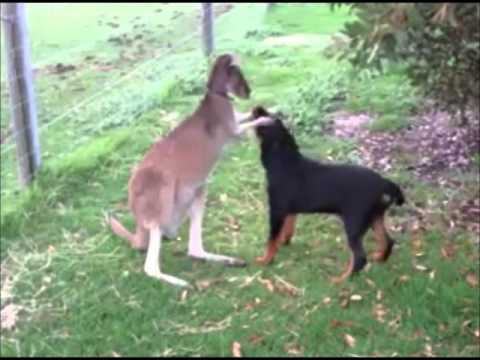 Image result for kangaroo dog